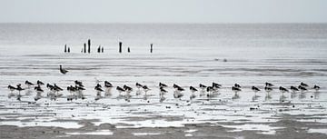 Een zwerm Scholeksters op het strand bij Paesens/Moddergat van Anges van der Logt
