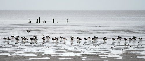 Een zwerm Scholeksters op het strand bij Paesens/Moddergat