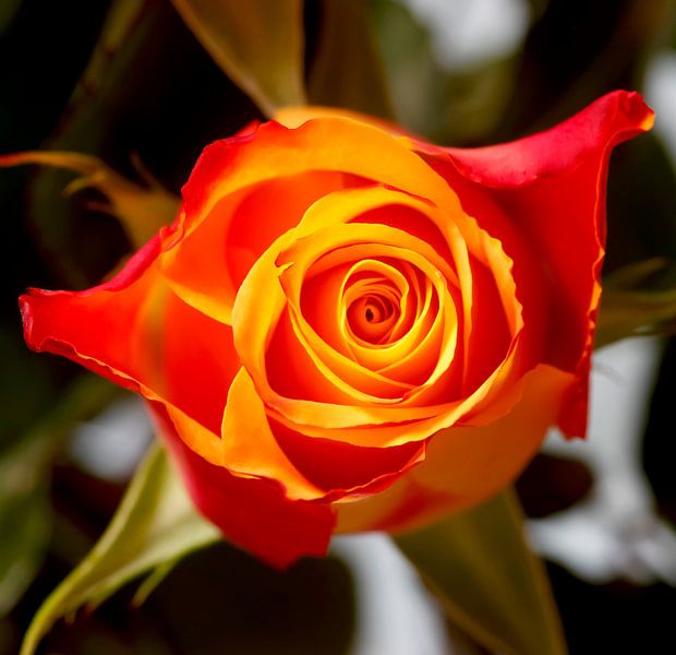 Faszinierende Rosenblüte von Thomas Jäger