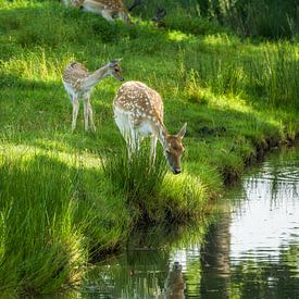 Boire à l'orée de la forêt sur Mart Houtman