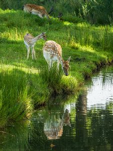 Drinken aan de rand van het bos