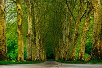 avenue