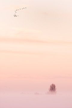 Nebliger Sonnenuntergang mit Gänsetiefgang von Danny Slijfer Natuurfotografie