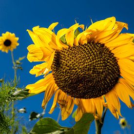 Sunflower by Frank Lavooij