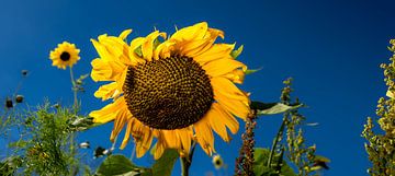 Tournesol sur Frank Lavooij