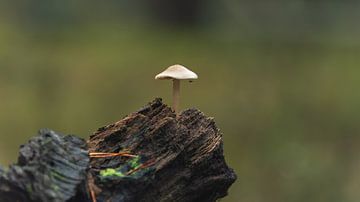 Pilz auf einem Baumstumpf von René Jonkhout