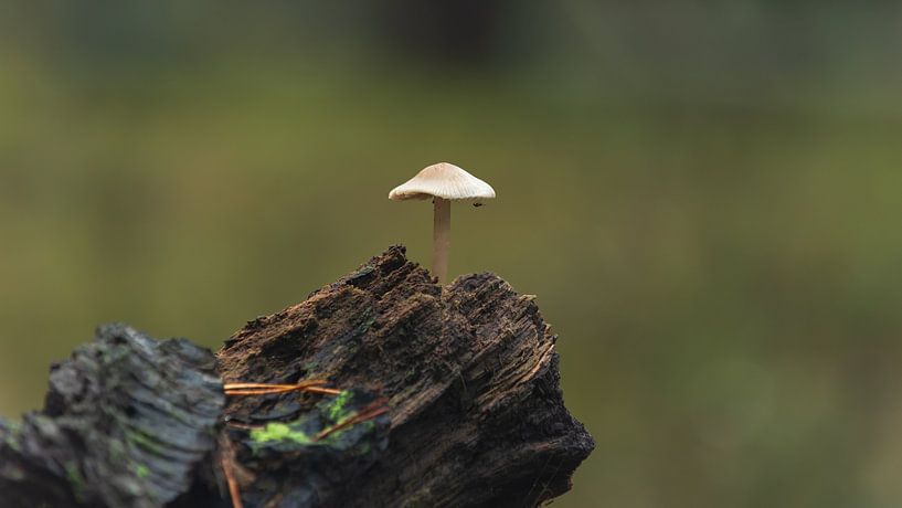 Mushroom on a tree stump by René Jonkhout