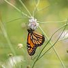 de Monarch vlinder, Europese vlindertuin van Gabry Zijlstra