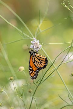 Der Monarchfalter, Europäischer Schmetterlingsgarten von Gabry Zijlstra