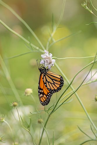 de Monarch vlinder, Europese vlindertuin