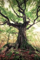 The magic tree
