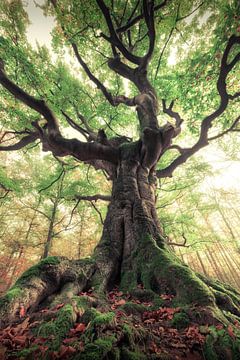 The magic tree by Niels Tichelaar