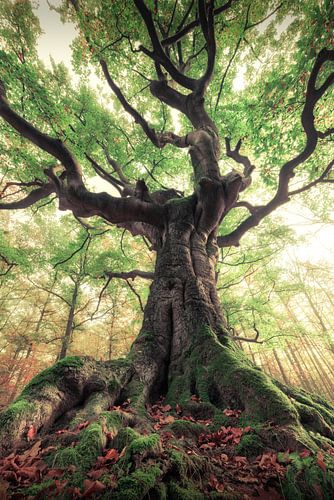 The magic tree by Niels Tichelaar
