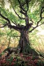 The magic tree by Niels Tichelaar thumbnail