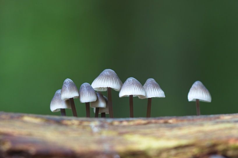 Mushrooms in the Forest by Mireille Breen