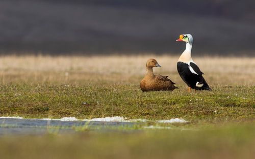 A pair of King Eider on the tundra