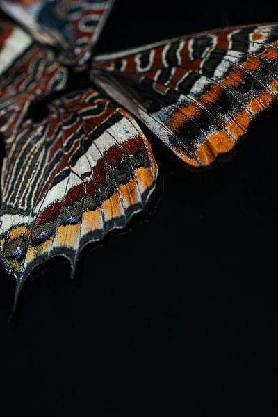 close up of butterfly wings by Elly de Vries