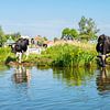Drinkende koeien bij het Zwet met huizen van Jisp op achtergrond van Pieter Struiksma