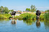 Drinking cows at the Zwet with houses from Jisp in the background