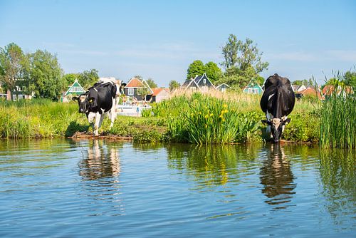 Drinkende koeien bij het Zwet met huizen van Jisp op achtergrond