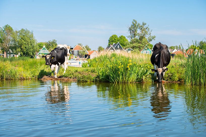 Drinking cows at the Zwet with houses from Jisp in the background by Pieter Struiksma