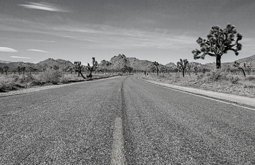 Joshua Tree National Park zwart wit