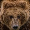 Grizzly beer met een doordringende blik van Michael Kuijl