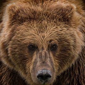 Ours grizzly à l'aspect perçant sur Michael Kuijl