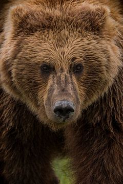 Grizzly beer met een doordringende blik van Michael Kuijl
