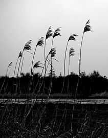  "So Close No Matter How Far 1. " von AvrieVision I Annemarie Vriends