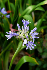 Agapanthus (Nil-Lilie) von Vínculae