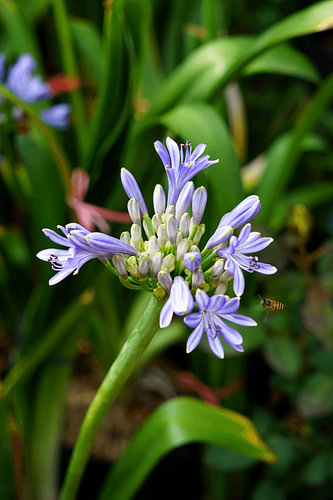 Agapanthus (Nil-Lilie)