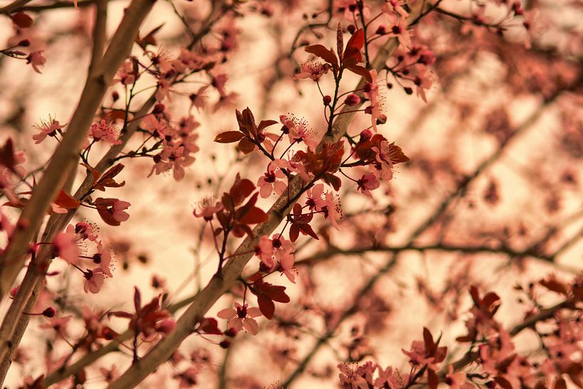 Fleur de printemps rose japonais dans une couleur d'automne par Jolanda de Jong-Jansen