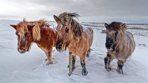 IJslandse paarden in de sneeuw
