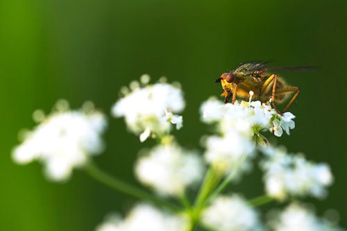 Mouche dorée