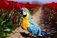 Blauwgele ara houdt van tulpen! (papegaai) van T de Smit thumbnail