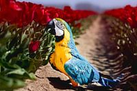 Blauwgele ara houdt van tulpen! (papegaai)