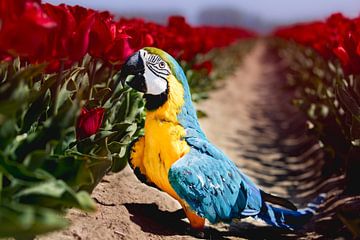 Blauwgele ara houdt van tulpen! (papegaai) van T de Smit