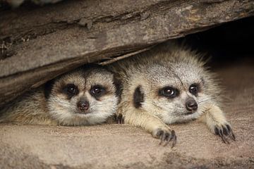 Stokstaartje (Suricata suricatta) van Ronald Pol