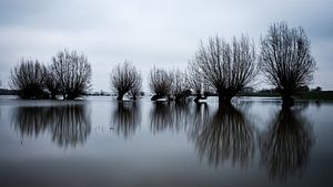 Hoogwater uiterwaarden Rijn van Eddy Westdijk