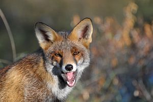 Der gähnende Fuchs