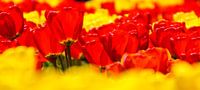 Panorama van rode en gele tulpen van Sandra van Kampen thumbnail