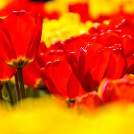 Panorama van rode en gele tulpen van Sandra van Kampen