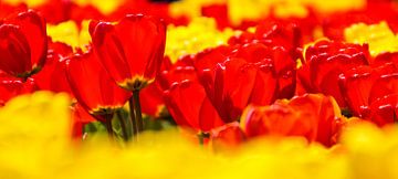 Panorama van rode en gele tulpen