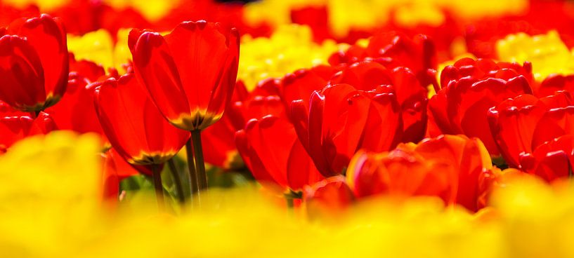 Panorama van rode en gele tulpen von Sandra van Kampen