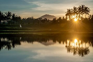 Reflexion eines Sonnenaufgangs in einem Reisfeld auf Bali
