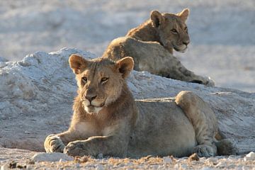 Jonge leeuwen bij waterplaats Etosha van Petervanderlecq