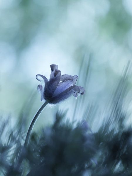 Frosty flower by Mirakels Kiekje
