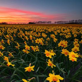 bollenveld met narcissen van Marcel Hof