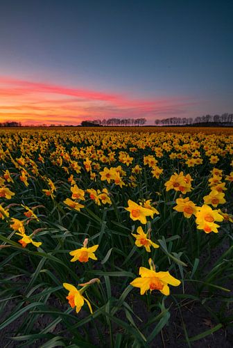 Blumenzwiebelfeld mit Narzissen